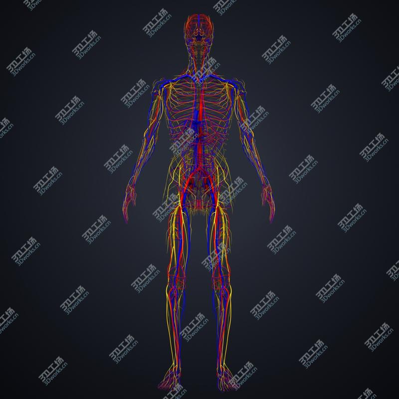 images/goods_img/20210319/3D model Arteries, veins and nerves/1.jpg
